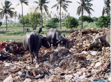 Bovine Feeding 