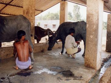 Bovine Feeding 