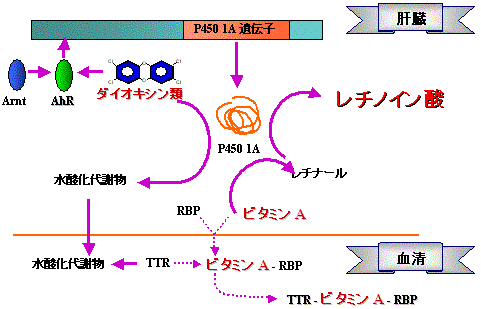 Proposed Mechanism of Plasma Vitamin A Depletion 