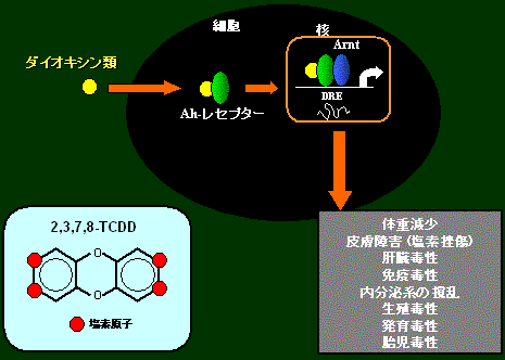 toxic mechanism 