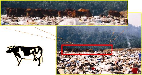 Cattle seen grazing on the dumpsite 